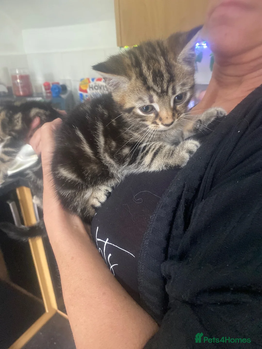Mixed Breed cats for sale: 2 female kittens  - Advert 2