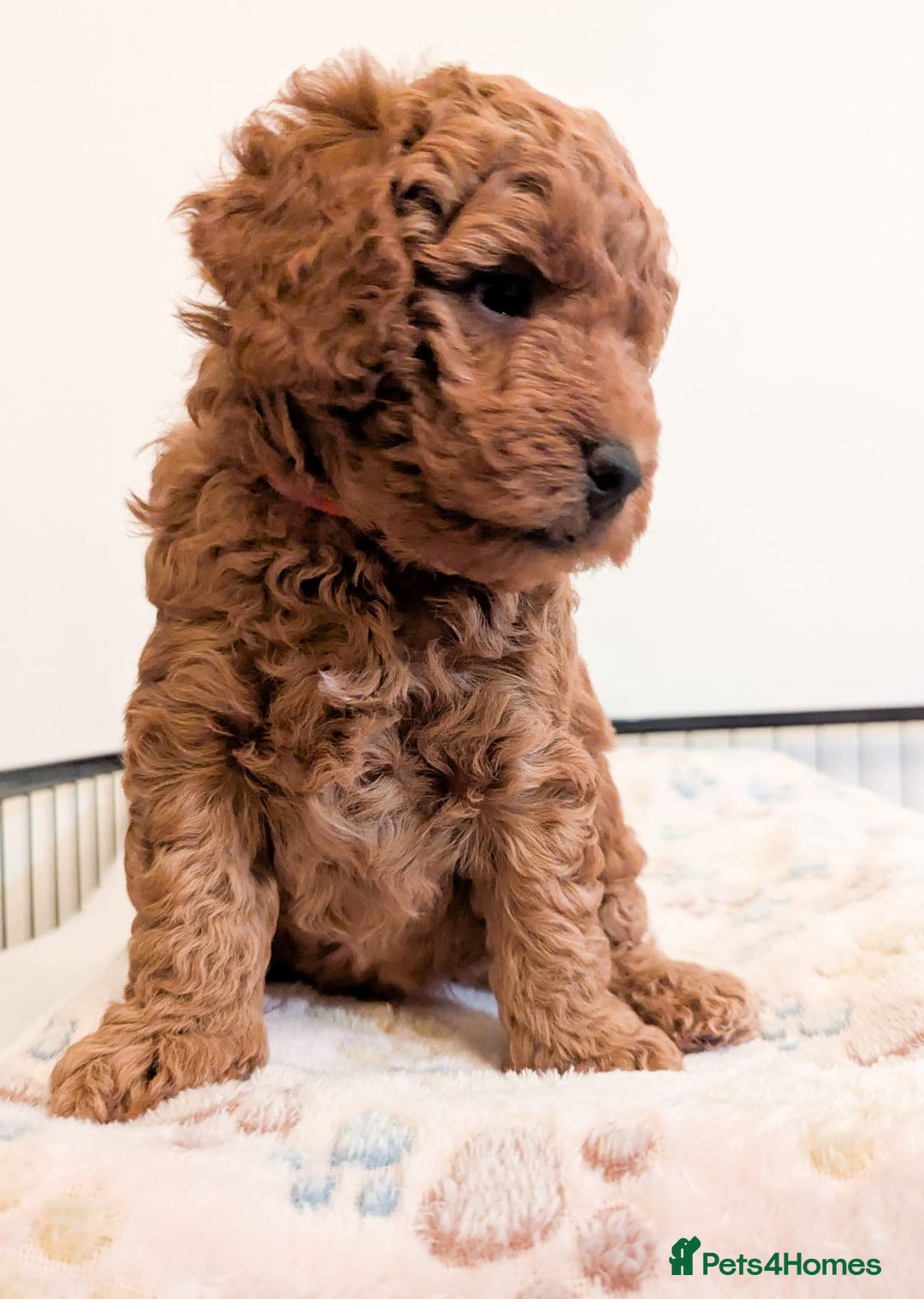 Miniature Poodle dogs for sale: Red miniature poodle pups-parentsDNA health tested - Advert 10