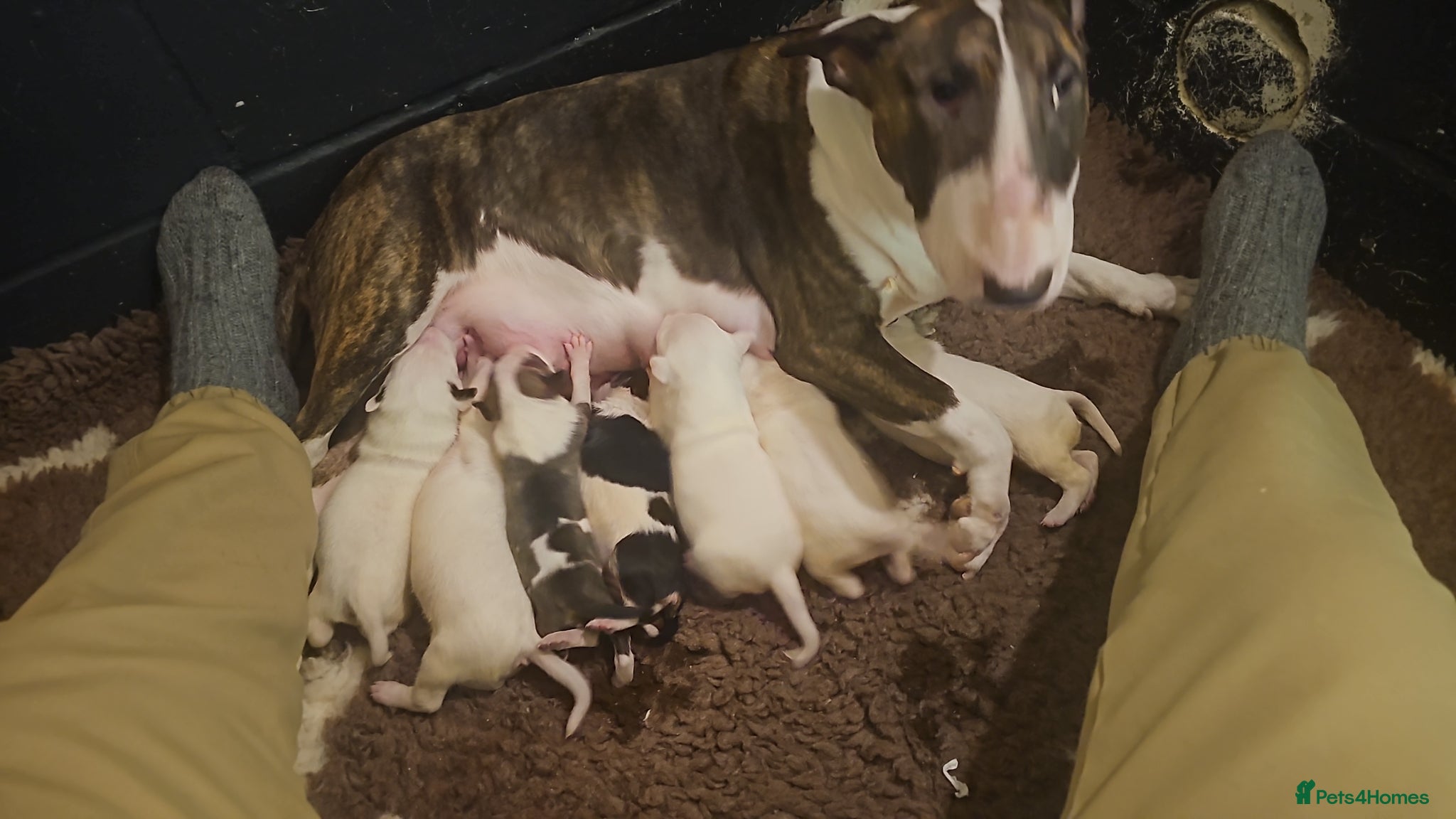 English Bull Terrier dogs Stunning English bullterrier pups for sale - Advert 2