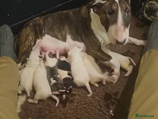 English Bull Terrier dogs Stunning English bullterrier pups for sale - Advert 2