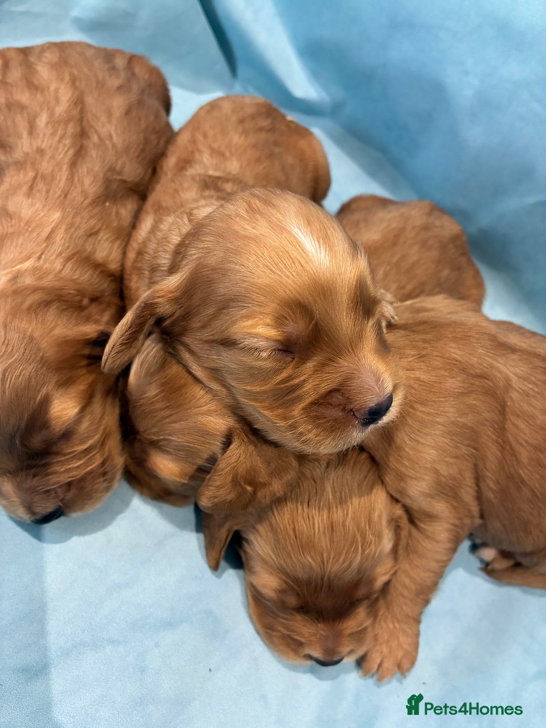 Cocker Spaniel dogs for sale: KC RED SHOW COCKER SPANIELS - Image 7