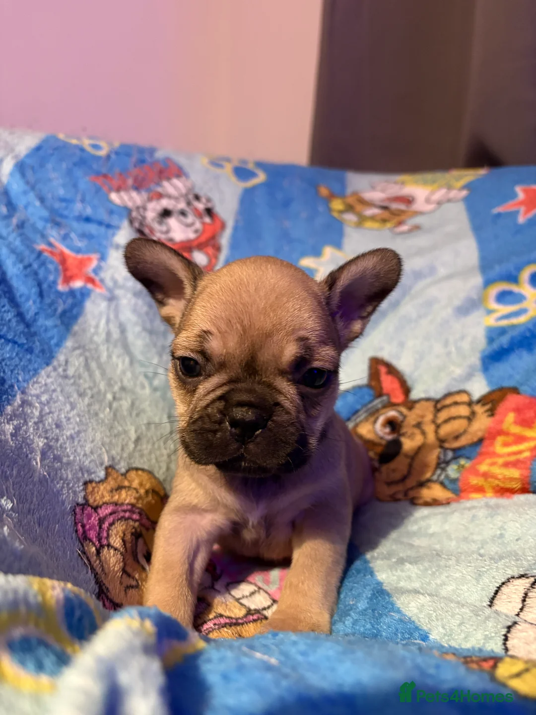 French Bulldog dogs for sale: French Bulldog Puppies - Advert 34