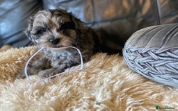Shihpoo dogs for sale: Adorable F1 ShihPoo puppies in Faversham - Image 20