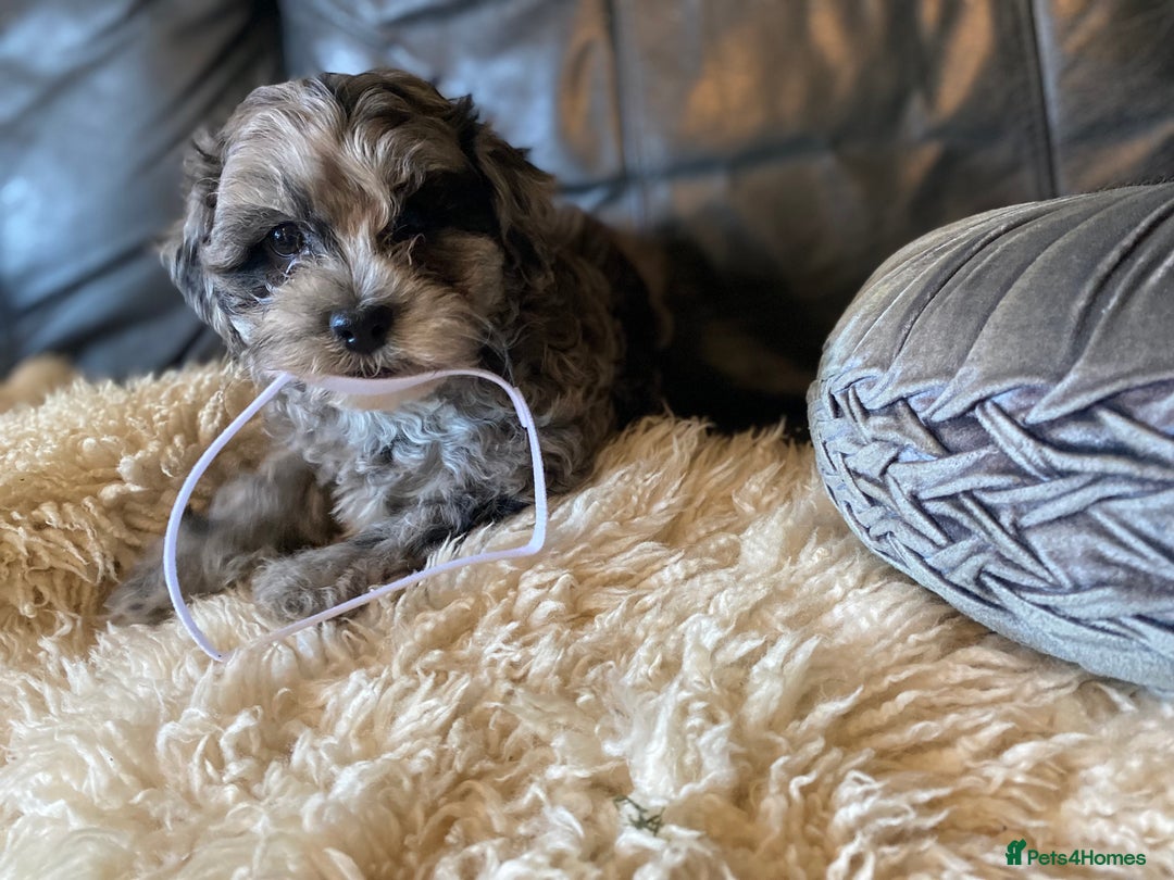 Shihpoo dogs for sale: Adorable F1 ShihPoo puppies in Faversham - Image 20