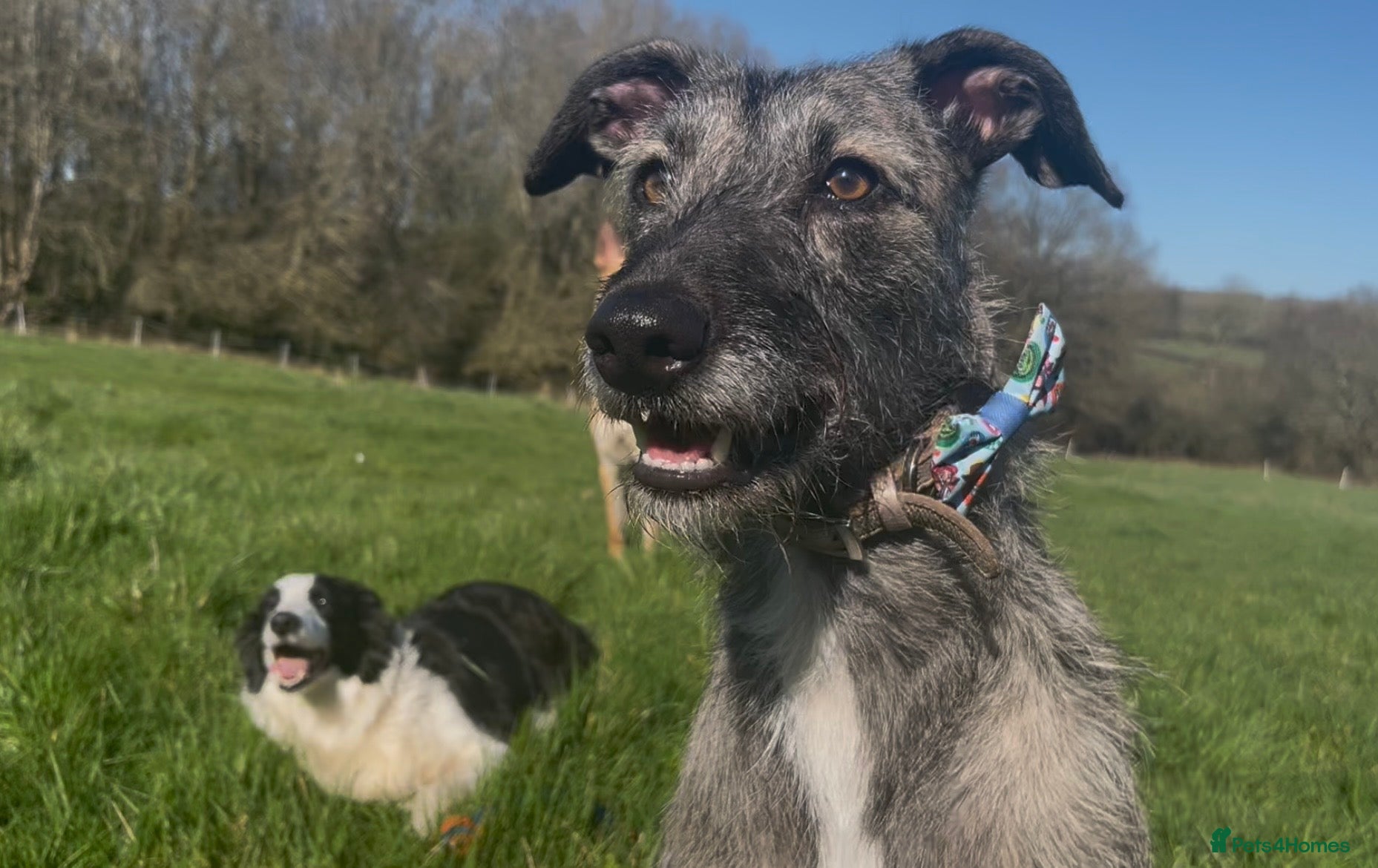 Lurcher dogs Stunning lurcher pups!!! - Advert 1
