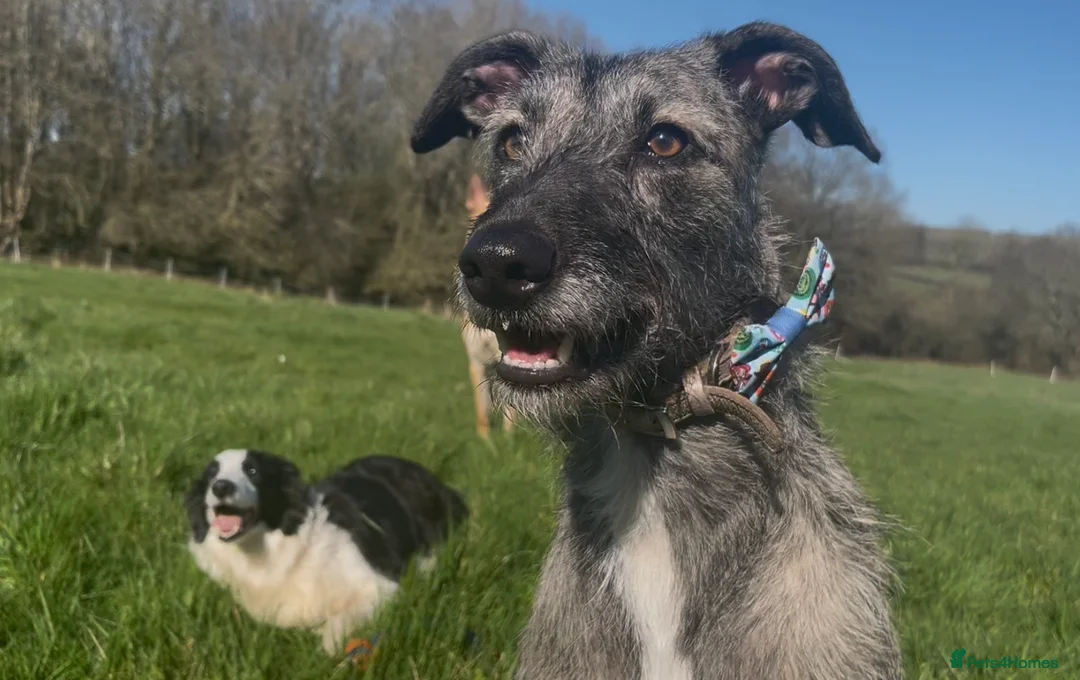 Lurcher dogs for sale: Stunning lurcher pups!!! in Belper - Advert 1