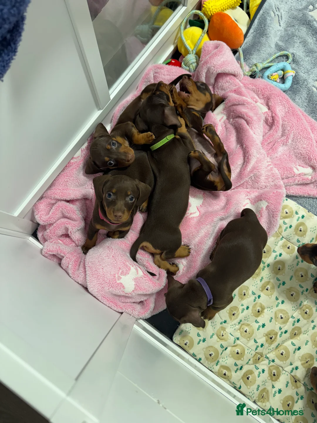 Miniature Dachshund dogs for sale: Miniature dachund puppies smooth hair  - Advert 3