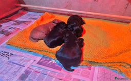 Cocker Spaniel dogs for sale: Cocker spaniel puppies  - Image 2