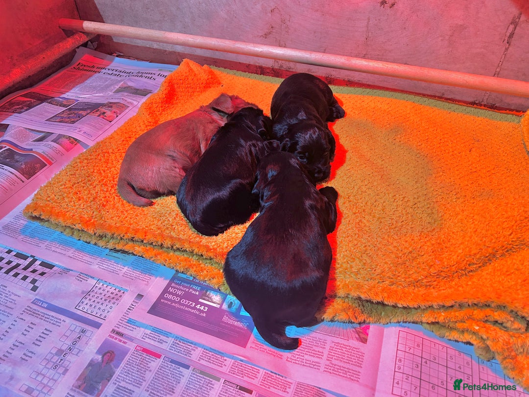 Cocker Spaniel dogs for sale: Cocker spaniel puppies  - Image 2