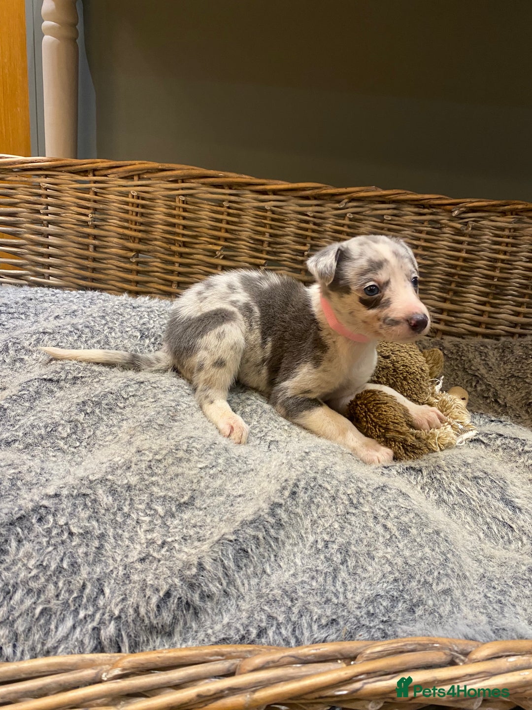 Mixed Breed dogs for sale: Beautiful merle whippet x collie puppies  - Advert 24
