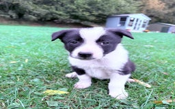 Border Collie dogs for sale: Border collies puppies - Image 26