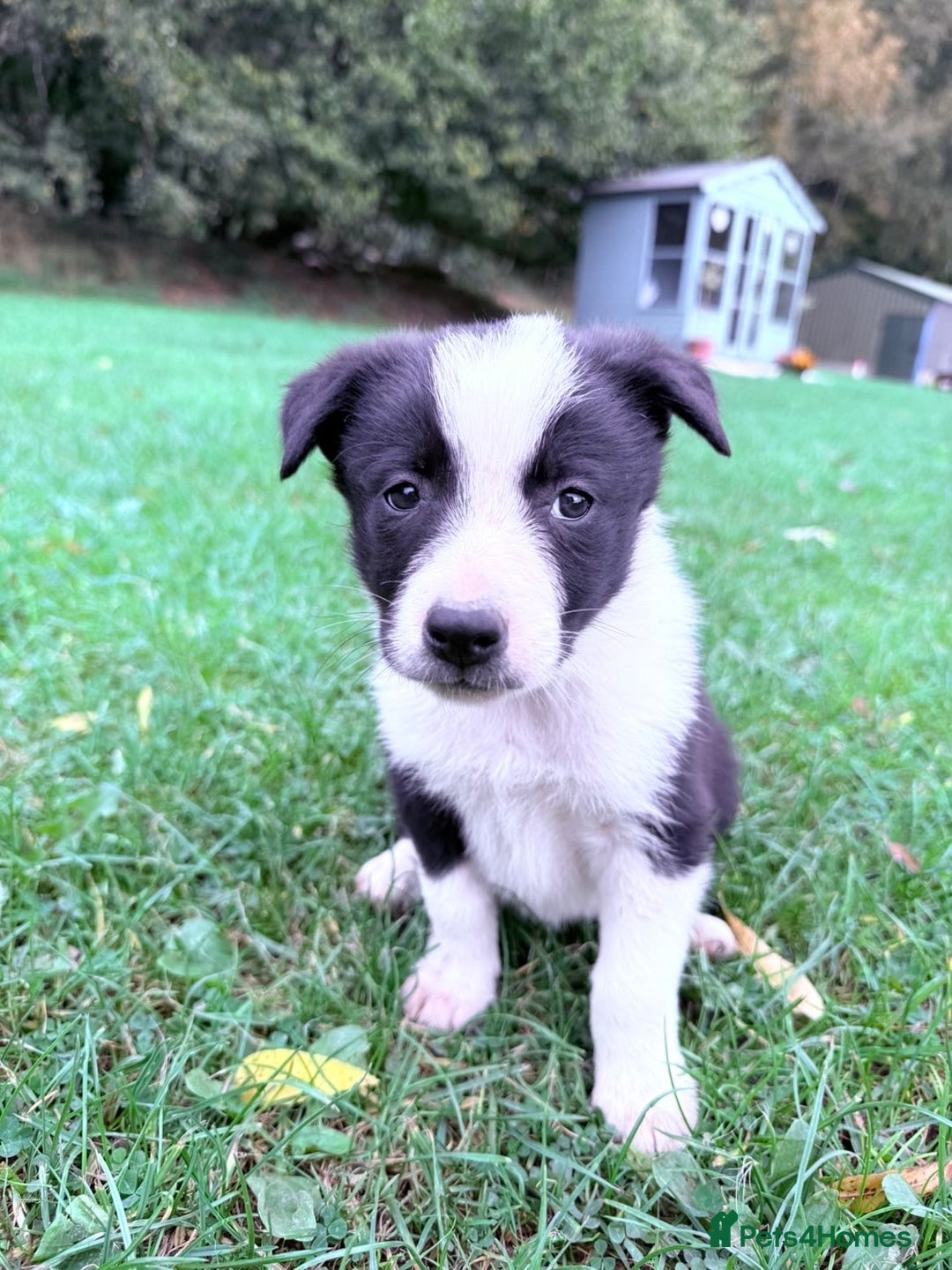 Border Collie dogs for sale: Border collies puppies - Image 26