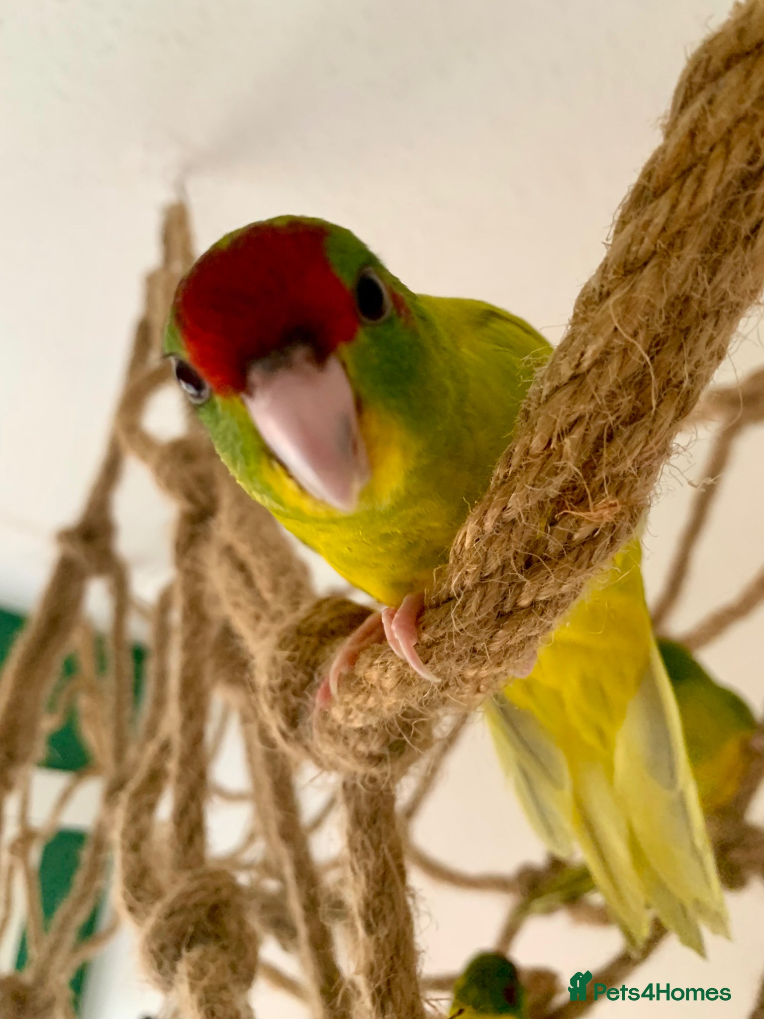 Parakeets birds Hand Reared Kakariki’s Ready Now - Advert 1