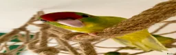 Parakeets birds for sale: 5 Hand Reared Kakariki’s Ready Now - Advert 1