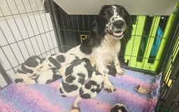 English Springer Spaniel dogs for sale: ⭐️ Ready Stunning KC DNA Vetted, home Ess Pups ⭐️ - Image 26