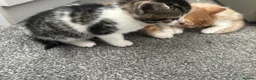 Mixed Breed cats for sale: 3 males, 1 female from loving family home - Advert 3