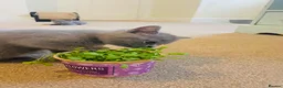 Russian Blue cats for sale: New litter 8wk Russian Blue British Shorthair boys - Advert 20