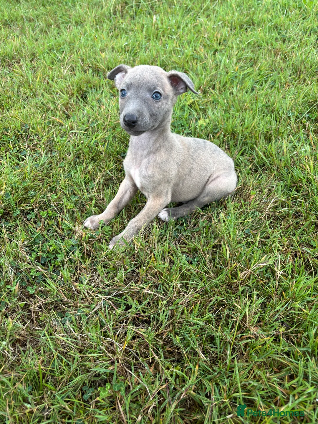 Whippet dogs for sale: Beautiful kc registered puppies - Advert 13