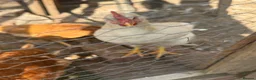 Chickens poultry for sale: 2 roosters  - Advert 3