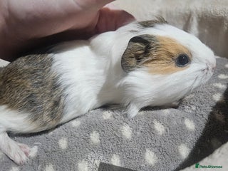 Guinea Pig rodents Baby boy guinea pigs ready now - Advert 16