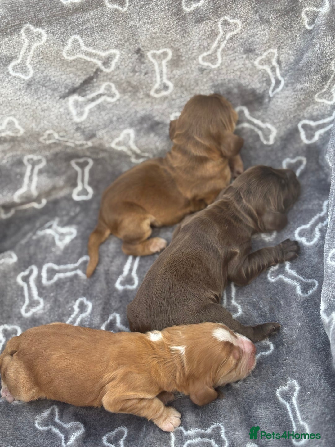 Cocker Spaniel dogs for sale: Show cocker spanials - Image 6