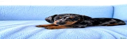 Miniature Dachshund dogs for sale: 5★ LICENSED BREEDER • KC REG BOYS READY NOW  - Advert 11