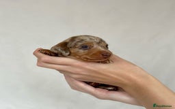 Miniature Dachshund dogs for sale: Miniature Dachshunds Puppies PRA Clear, KC Reg - Image 10