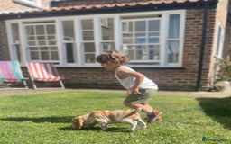 Bracco Italiano dogs for sale: Exciting litter Due September  - Image 17