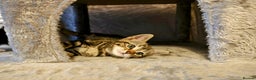 Mixed Breed cats for sale: Bengal Marble & British Shorthair  - Advert 9