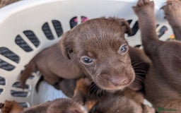 Mixed Breed dogs for sale: Small Jack Russell X Cocker Spaniel Puppies  - Image 10