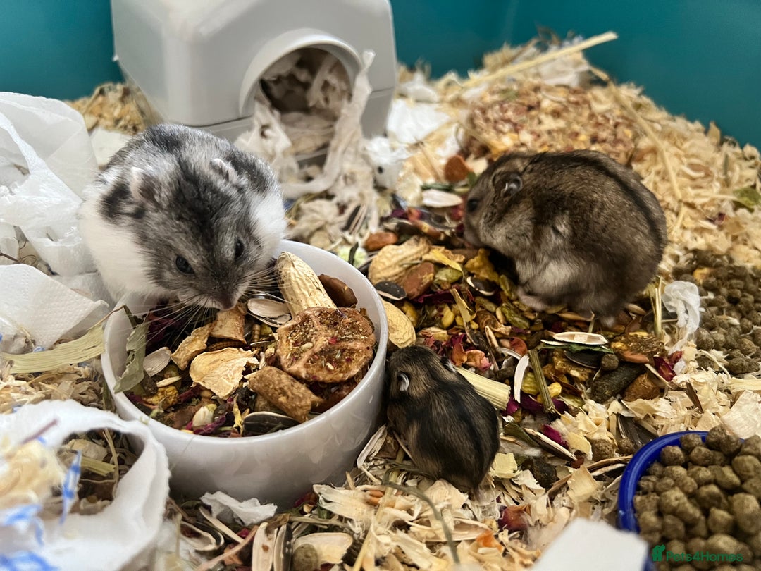 Hamster rodents for sale: Dwarf hamsters for sale 🙂 - Advert 10