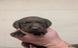 Labrador Retriever dogs for sale: Gorgeous chocolate Labrador puppies for sale - Advert 8