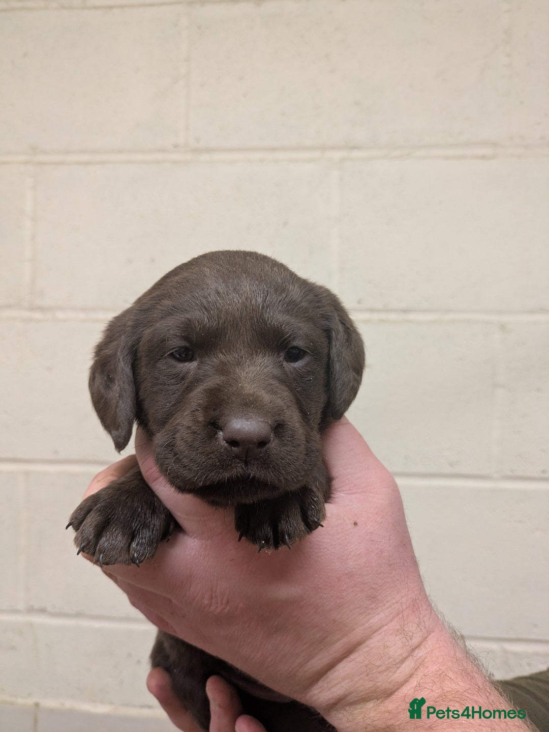 Labrador Retriever dogs for sale: Gorgeous chocolate Labrador puppies for sale - Advert 8