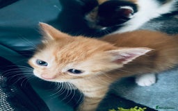 Mixed Breed cats for sale: Fluffy ginger & short fur calico 🐱🤩 - Image 15