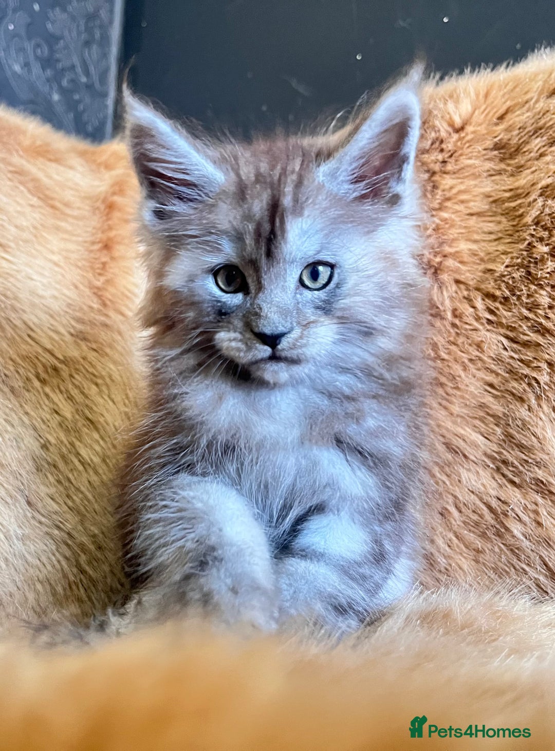 Maine Coon cats for sale: LRC MCS - ONE BLACK SMOKE FEMALE AVAILABLE - Image 4