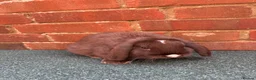 Mini Lop rabbits for sale: 2 bonded does - Advert 4
