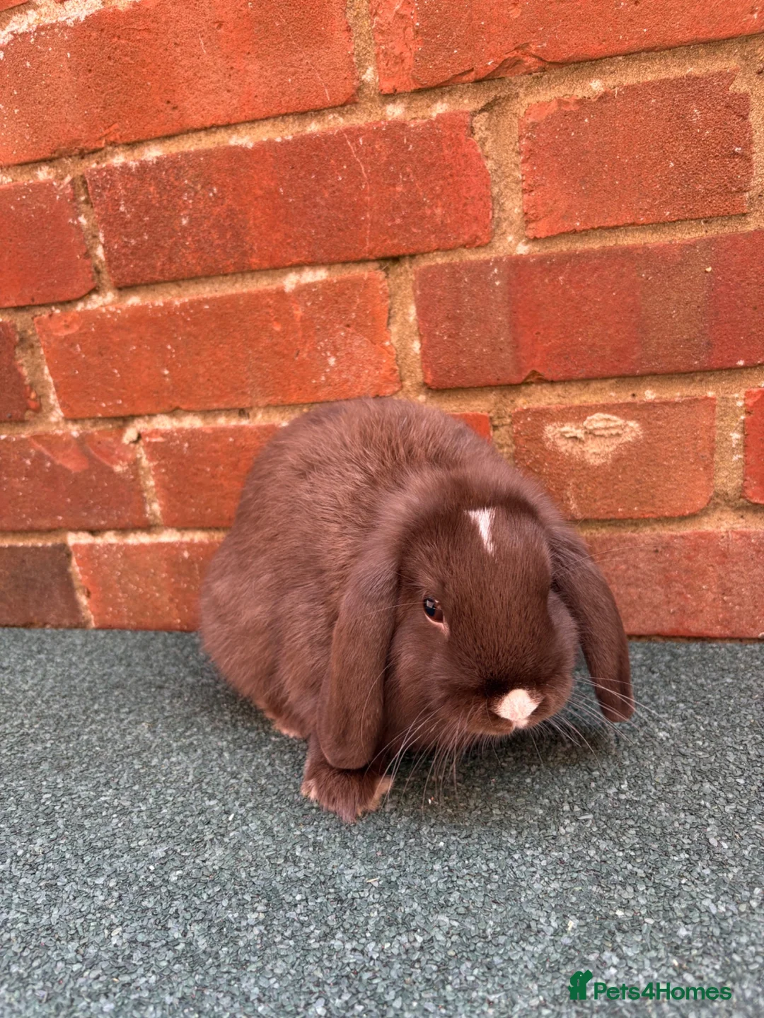 Mini Lop rabbits for sale: 2 bonded does - Advert 4