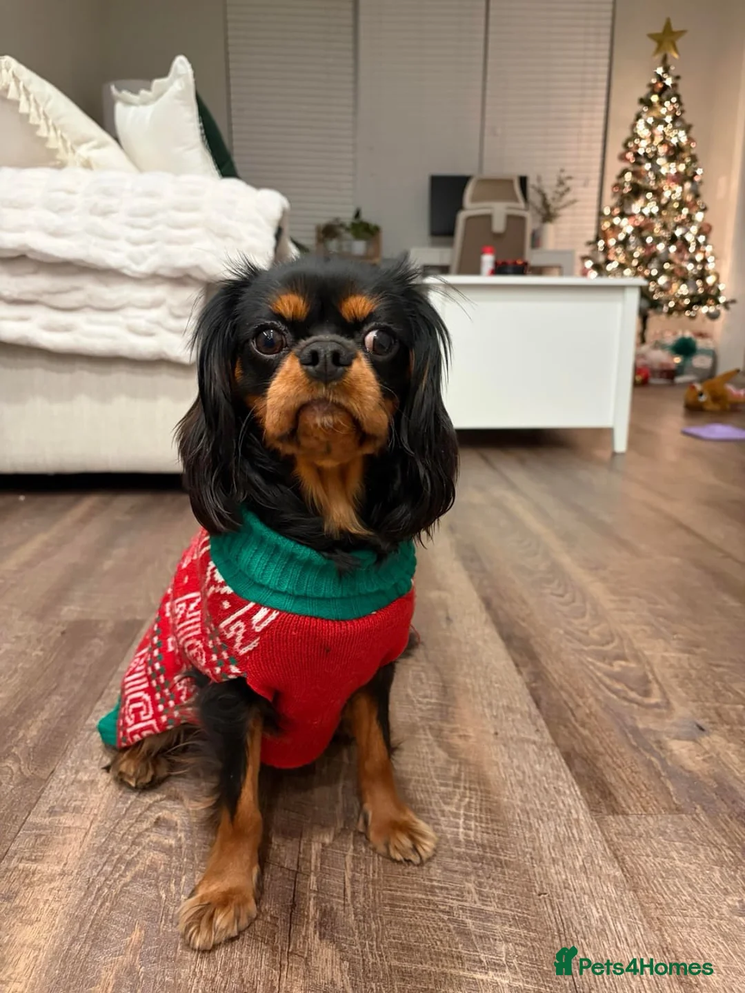 Cavalier King Charles Spaniel dogs for sale: Gentle black & tan boy - Advert 3