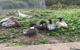 Mixed Breed birds for sale: Ducks mixed breed - Image 1