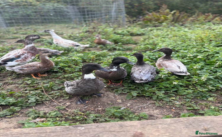 Mixed Breed birds - Advert 2