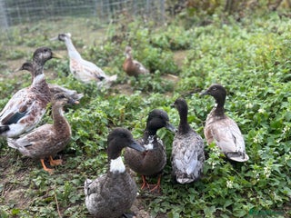 Mixed Breed birds - Advert 19