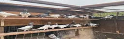 Pigeons birds for sale: Pakistani high flyers for sale  - Advert 3
