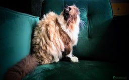 Persian cats for sale: Beautiful and Rare Purebred Persian Kittens - Image 26