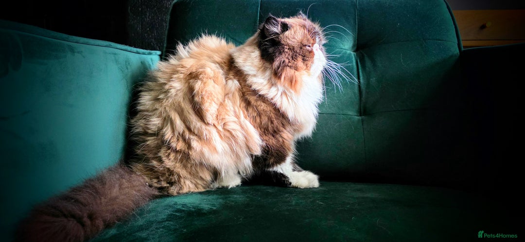 Persian cats for sale: Beautiful and Rare Purebred Persian Kittens - Image 26