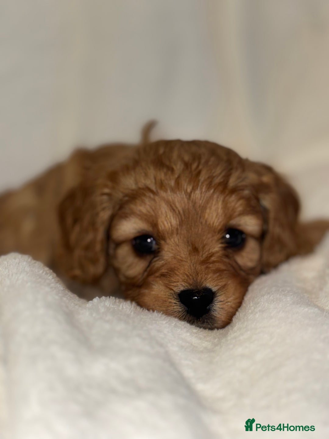 Cavapoo dogs for sale: 4 Gorgeous f1 Cavapoo’s. Parents health tested - Advert 17