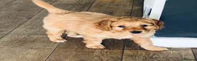 Puppy 3