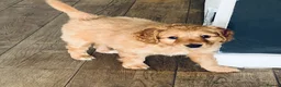 Mixed Breed dogs for sale: Hassan H - Advert 25