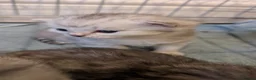 Persian cats for sale: Chinchilla Persian silver tipped kitten's  - Advert 4