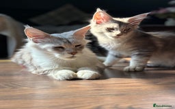 Maine Coon cats for sale: Silver shaded lines, ticked Maine coon kitten - Image 3