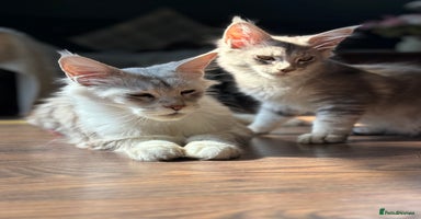 Maine Coon cats - Advert 7